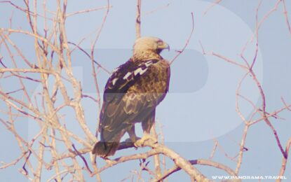 OMAN’S SKIES ALIVE: THE ANNUAL RAPTOR MIGRATION JOURNEY