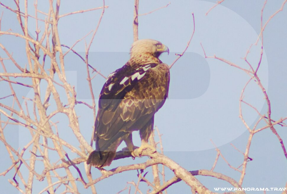 Oman Birdwatching Trip