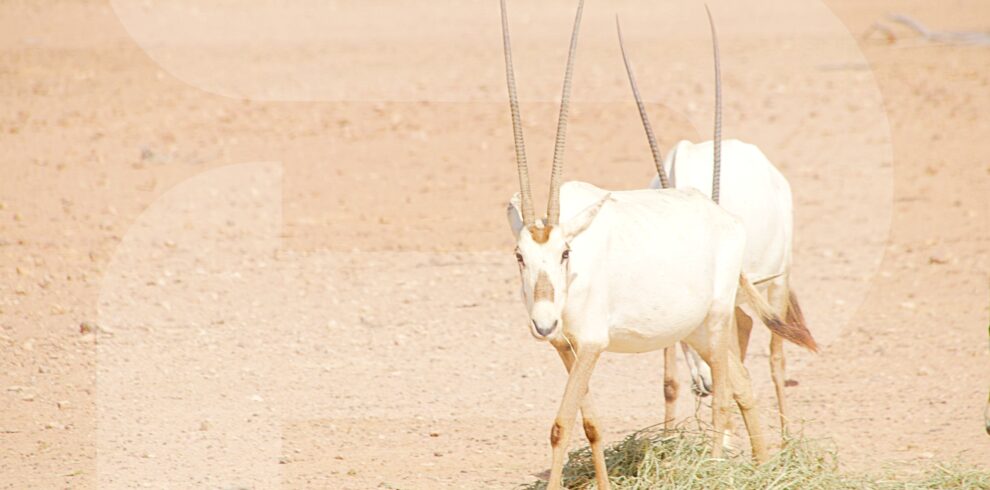 Oman Wildlife Trip
