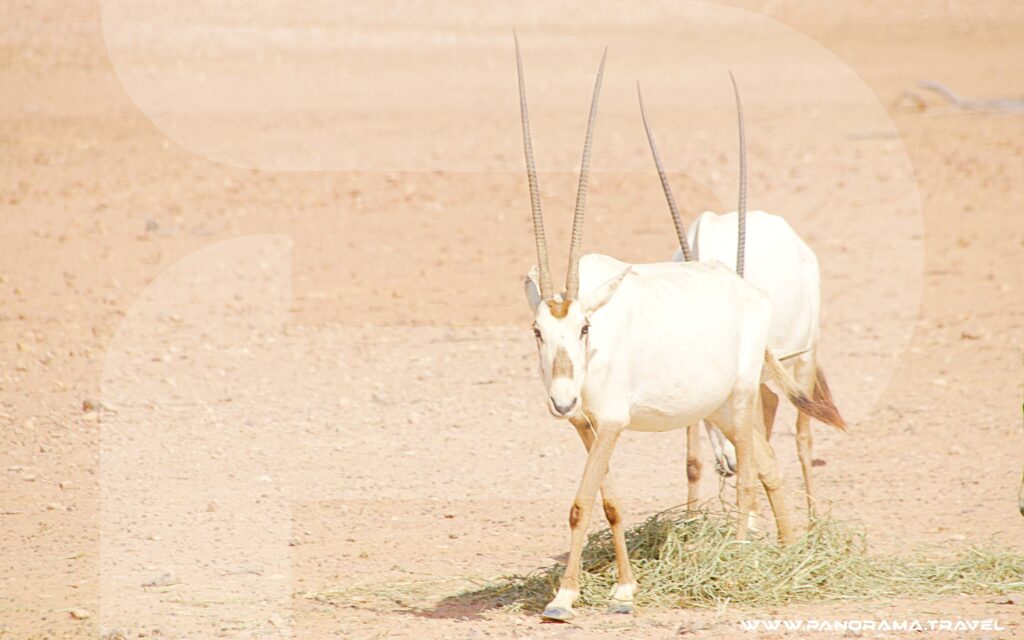 Oman Wildlife Trip & Nature Tours