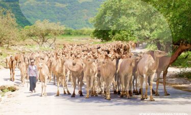 Wadi Darbat Camels