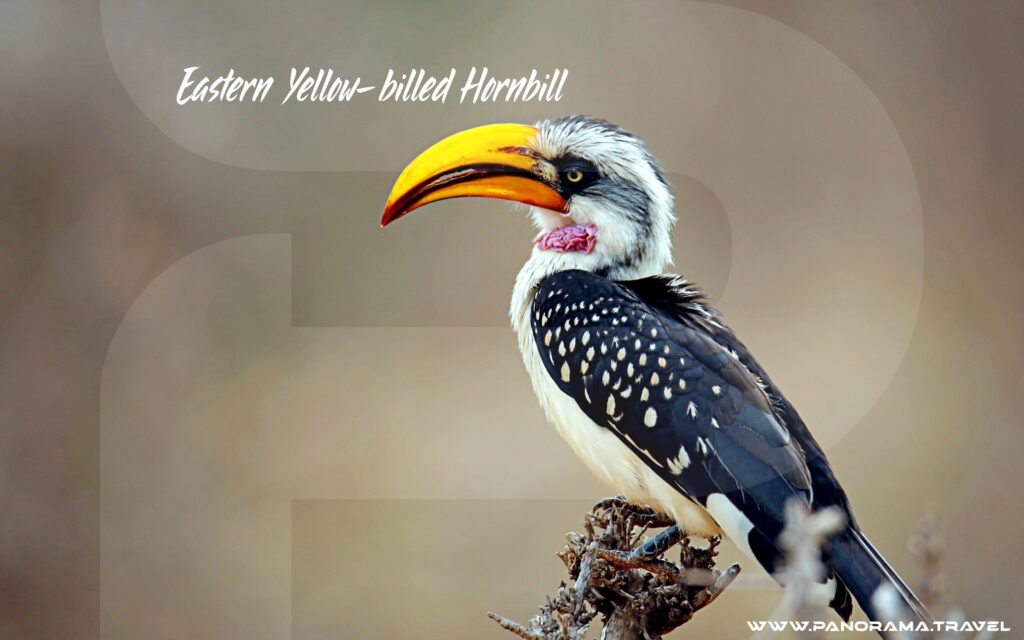 Yellow-billed Hornbill Eastern