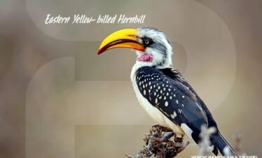 Yellow-billed Hornbill Eastern