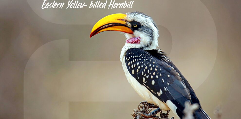Yellow-billed Hornbill Eastern