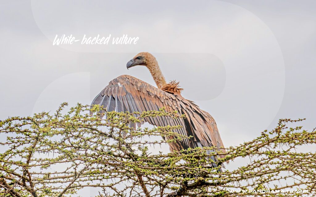 Tanzania-Birding-Adventure-White-backed-vulture