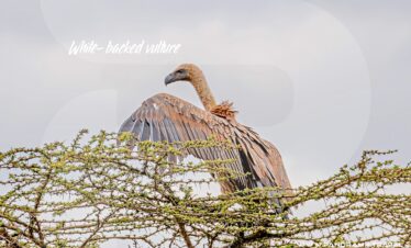 Tanzania-Birding-Adventure-White-backed-vulture