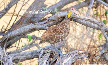 Tanzania-Birding-Adventure-Yellow-necked-Spurfowl