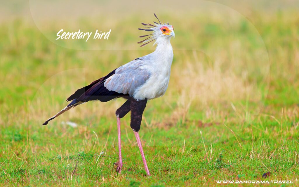 Tanzania-Birding-Secretarybird