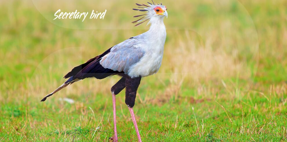 Tanzania-Birding-Secretarybird