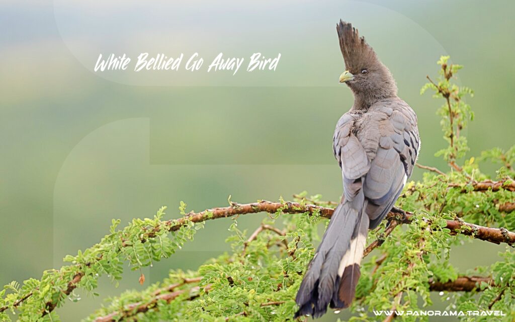 Tanzania-Birding-Tour-White-bellied-go-away-bird