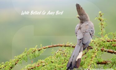 Tanzania-Birding-Tour-White-bellied-go-away-bird