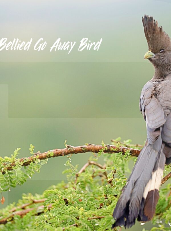 Tanzania-Birding-Tour-White-bellied-go-away-bird