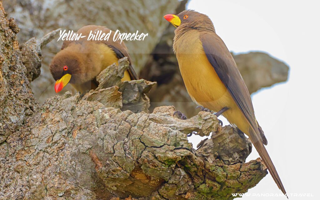 Tanzania-Birding-Yellow-billed-Oxpecker