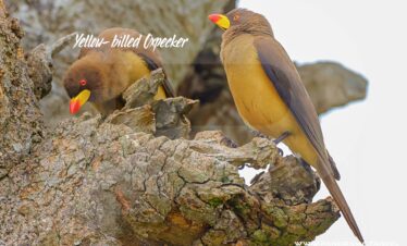 Tanzania-Birding-Yellow-billed-Oxpecker