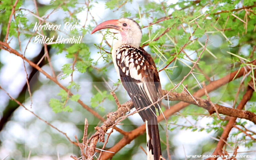 Tanzania-Birdwatching-Northern-red-billed-hornbill