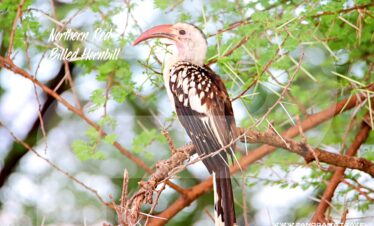 Tanzania-Birdwatching-Northern-red-billed-hornbill