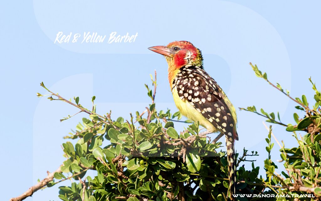 Tanzania-Birdwatching-Trip-Red-Yellow-Barbet