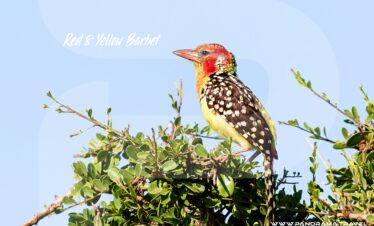Tanzania-Birdwatching-Trip-Red-Yellow-Barbet