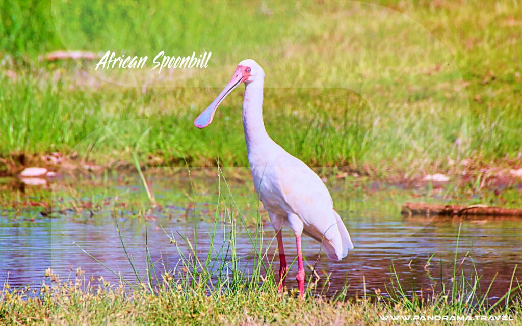 Tanzania-Biring-Trip-African-Spoonbill