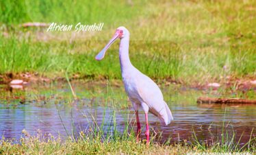 Tanzania-Biring-Trip-African-Spoonbill