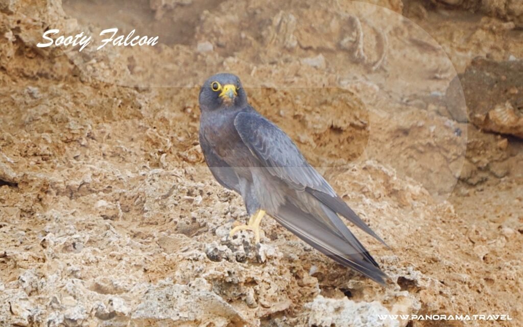 SAUDI ARABIA BIRDWATCHING TRIP 10