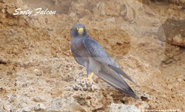 SAUDI ARABIA BIRDWATCHING TRIP 10