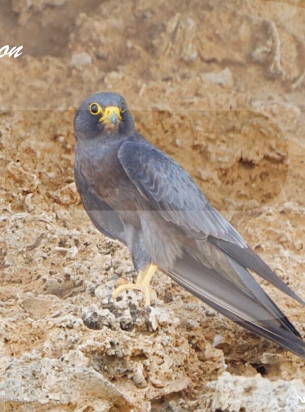 SAUDI ARABIA BIRDWATCHING TRIP 10