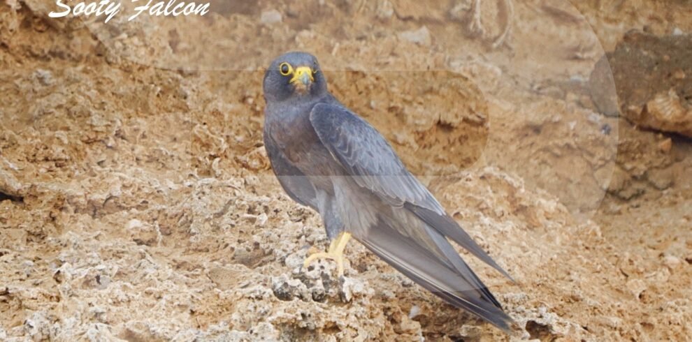 SAUDI ARABIA BIRDWATCHING TRIP 10