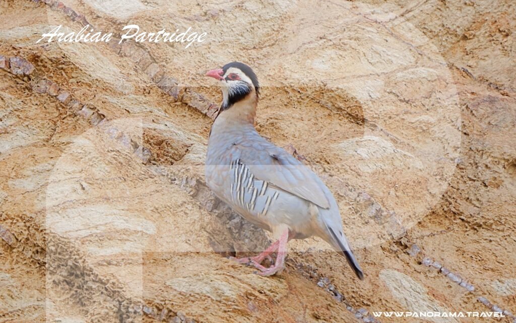SAUDI ARABIA BIRDWATCHING TRIP