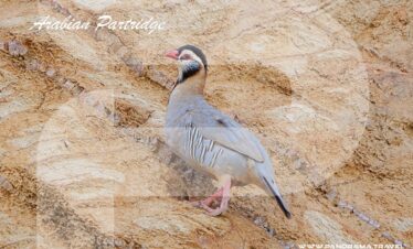 SAUDI ARABIA BIRDWATCHING TRIP