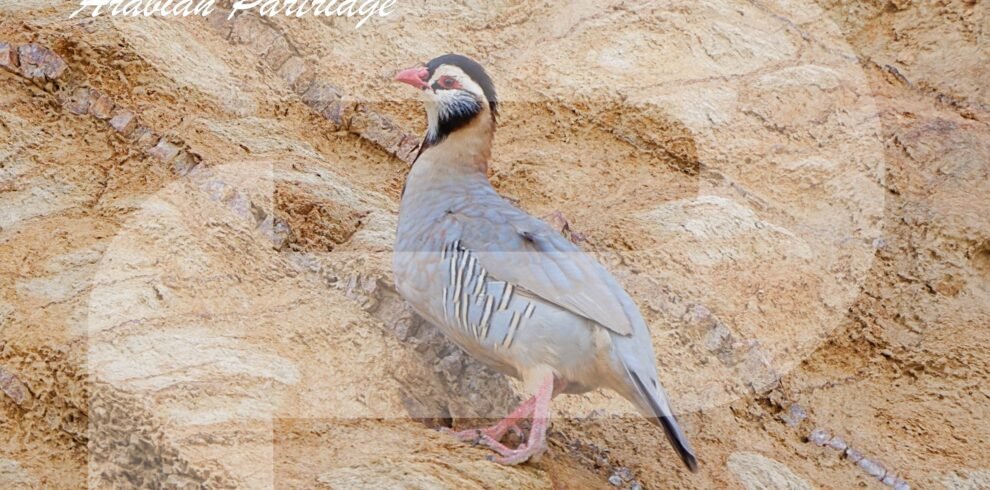 SAUDI ARABIA BIRDWATCHING TRIP
