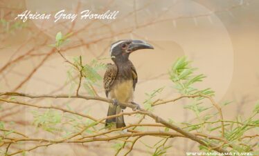SAUDI ARABIA BIRDWATCHING TRIP