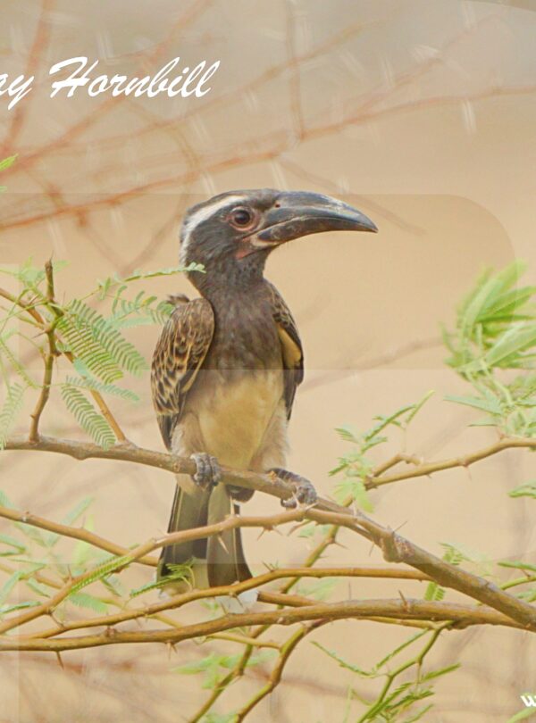 SAUDI ARABIA BIRDWATCHING TRIP