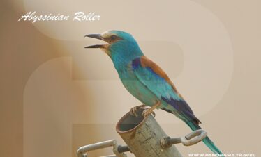 SAUDI ARABIA BIRDWATCHING TRIP