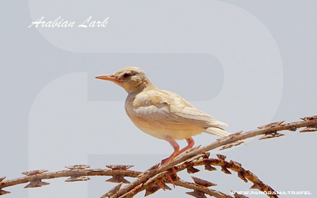 SAUDI ARABIA BIRDWATCHING TRIP