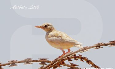 SAUDI ARABIA BIRDWATCHING TRIP