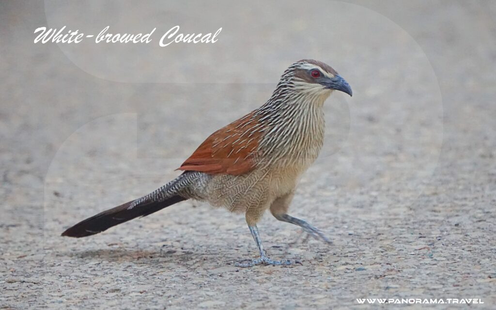 SAUDI ARABIA BIRDWATCHING TRIP