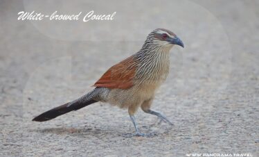 SAUDI ARABIA BIRDWATCHING TRIP