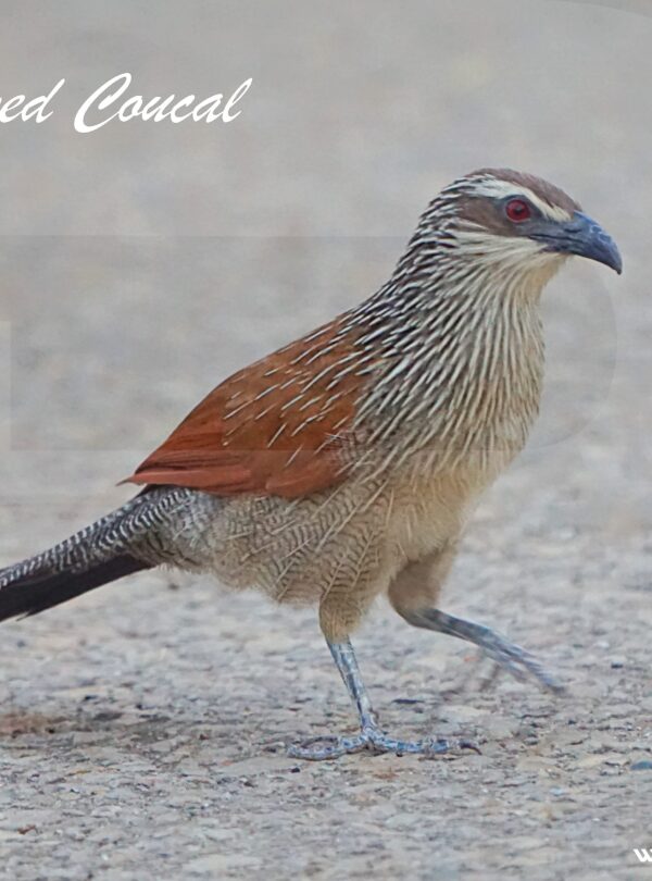 SAUDI ARABIA BIRDWATCHING TRIP