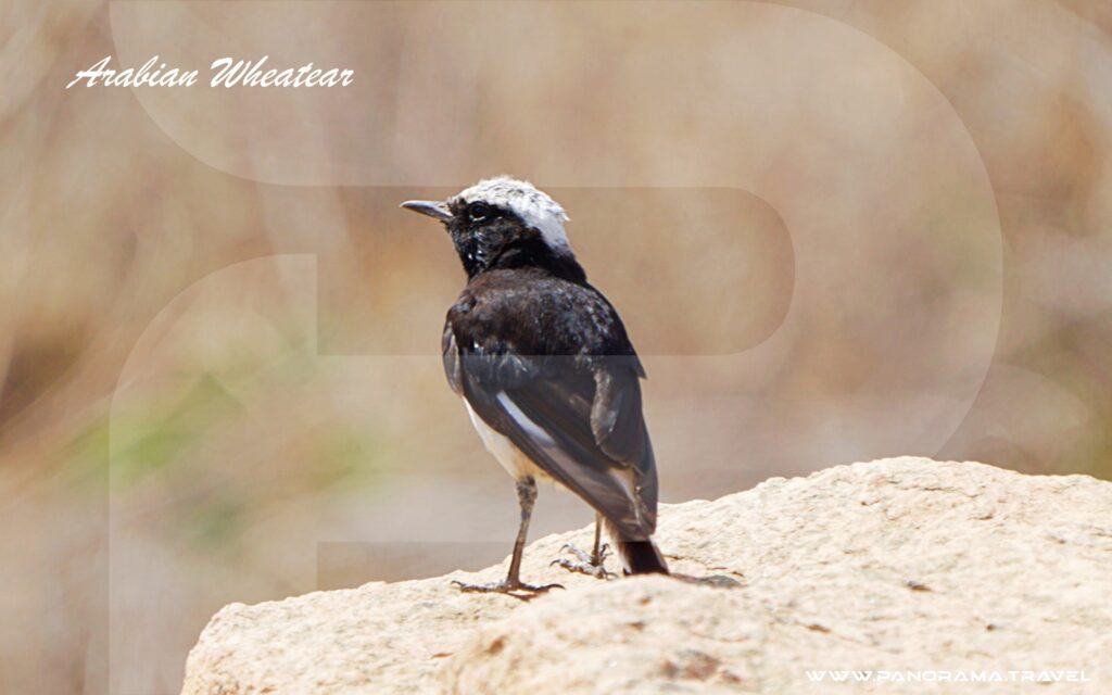 Saudi Arabia Birding Expedition