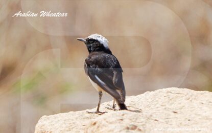 SAUDI ARABIA BIRDWATCHING TOUR PACKAGES 2025/26