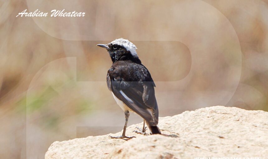 SAUDI ARABIA BIRDWATCHING TOUR PACKAGES 2025/26