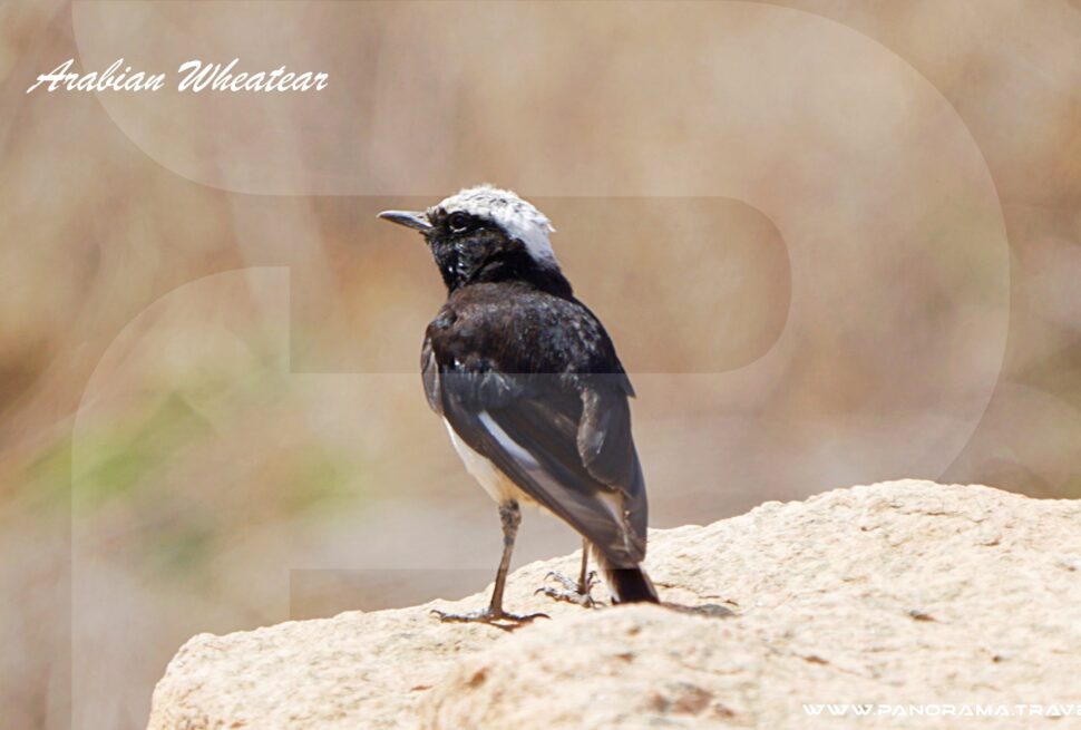 Saudi Arabia Birding Expedition