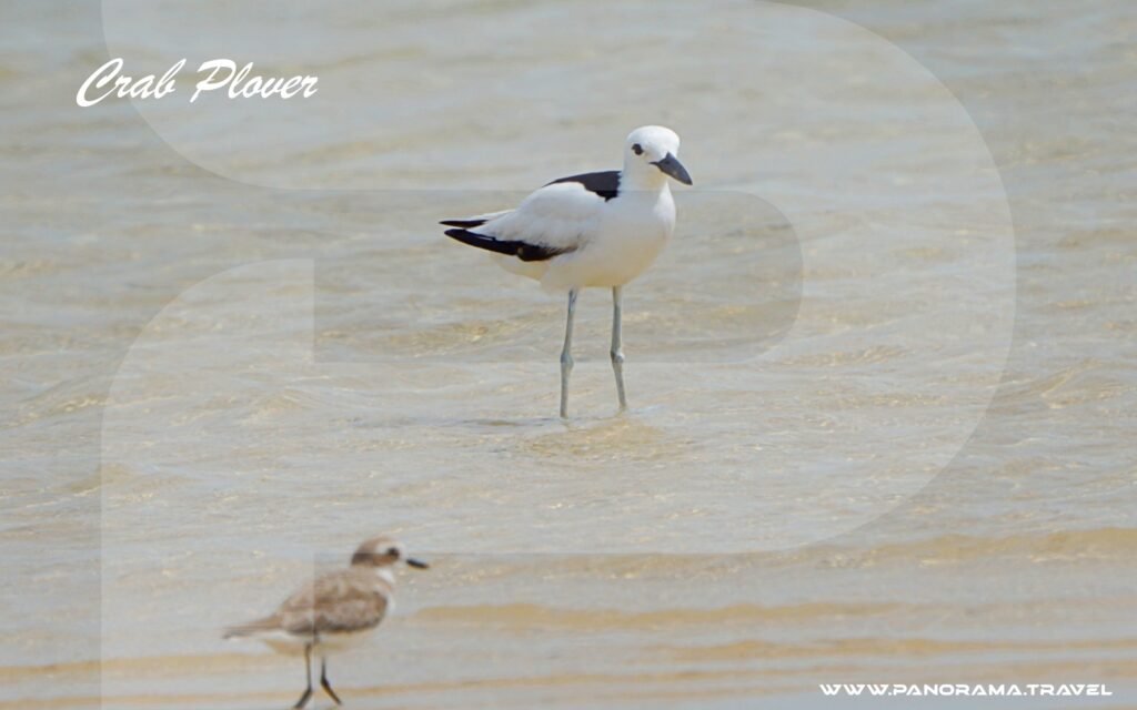 Saudi Arabia Birding Expedition