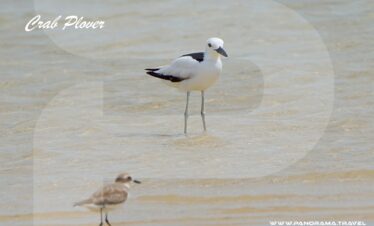Saudi Arabia Birding Expedition