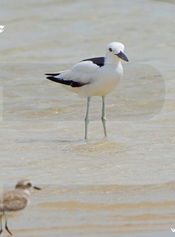 Saudi Arabia Birding Expedition