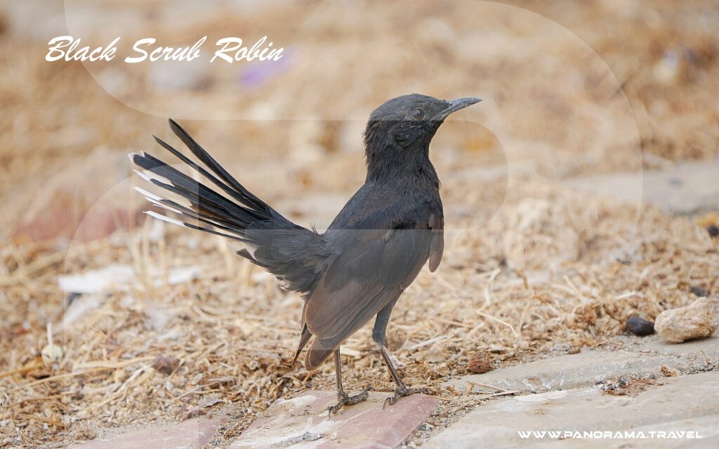 Saudi Arabia Birding Expedition