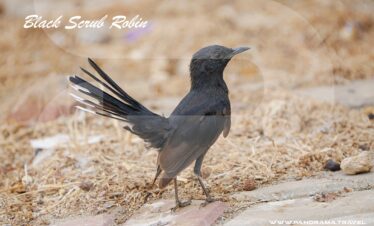 Saudi Arabia Birding Expedition