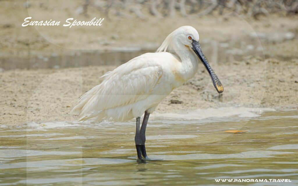 Saudi Arabia Birding Expedition