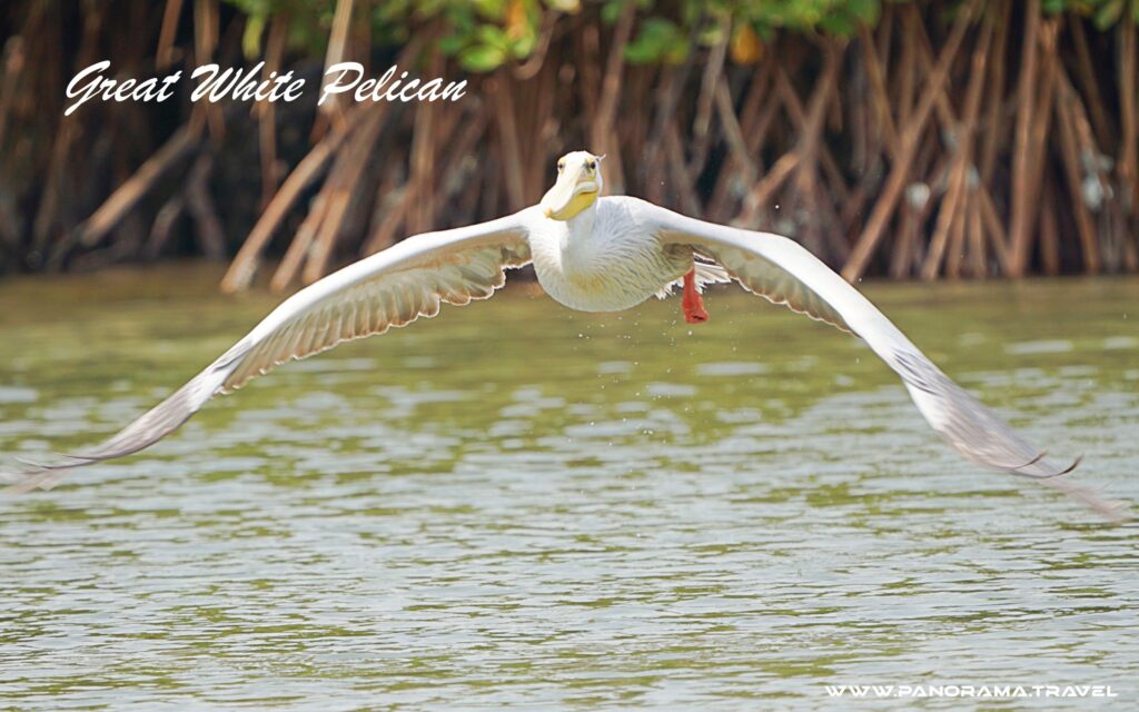 Saudi Arabia Birding Expedition